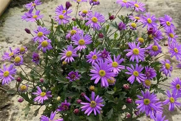 姬小菊的播种方法，每盆播种2-3颗