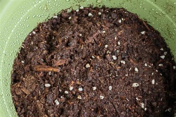 姬小菊的播种方法，每盆播种2-3颗