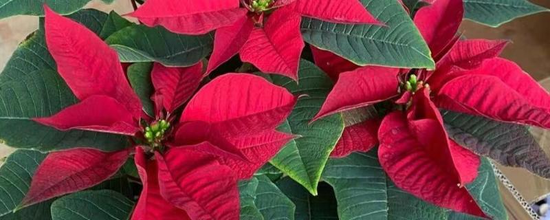 一品红可以放室内吗，一品红能放室内