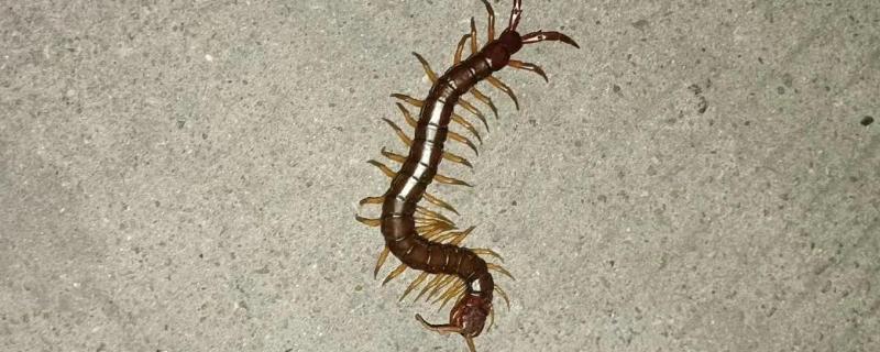 被蜈蚣咬了怎么处理，先用肥皂水清洗伤口