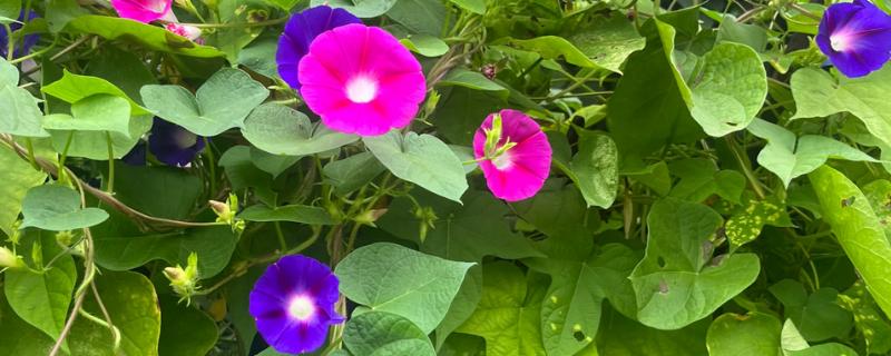 牵牛花简介，花冠呈漏斗状