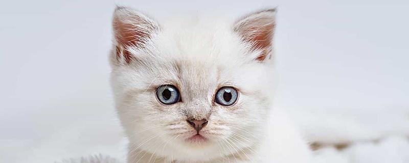 1岁的猫咪相当于多大的人，应该等于17岁的人类