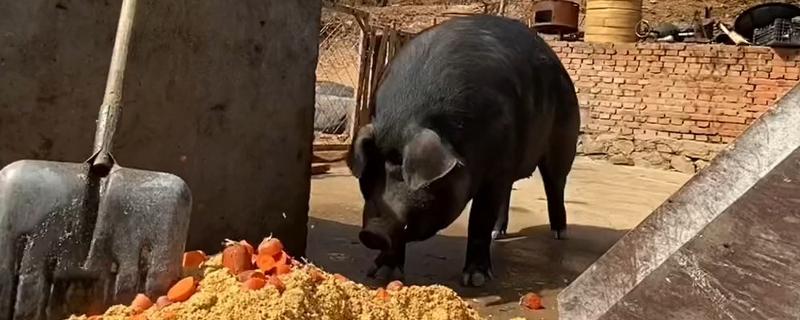 40到50斤的猪一顿喂几斤饲料，通常要饲喂2.8-3.5斤