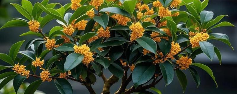 桂花家里能不能养，桂花可以在家中养殖