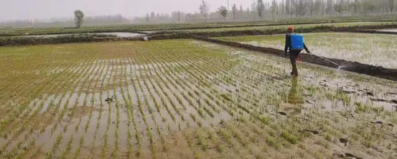 稻青青除草剂的使用方法，施药后隔24小时上水