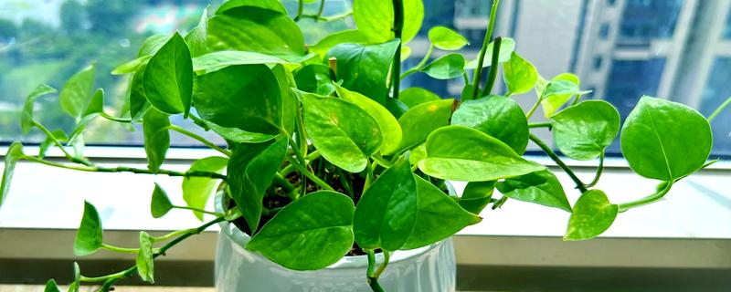 在家养绿萝有什么禁忌，受到强光直射时枝叶会发黄枯萎