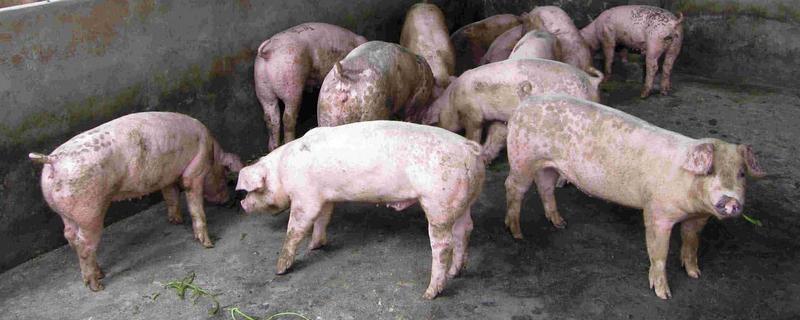 养猪有哪些技巧，将品质好的猪仔作为养殖对象