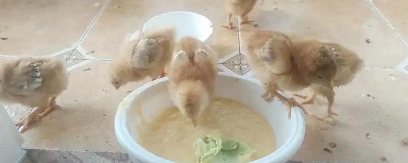 小鸡适合喂什么饲料，主喂浸泡过的小米或饭粒