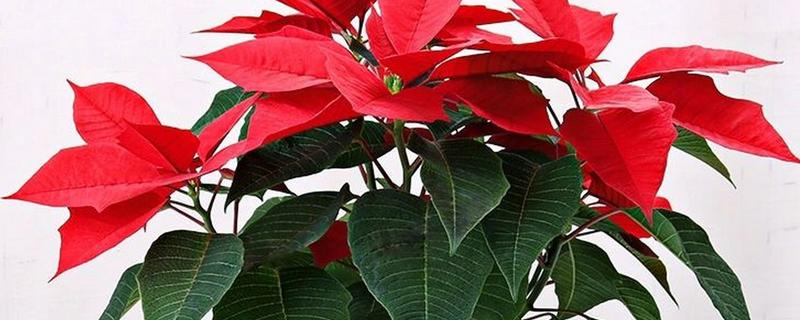 一品红有毒吗，汁液有毒但香味无毒