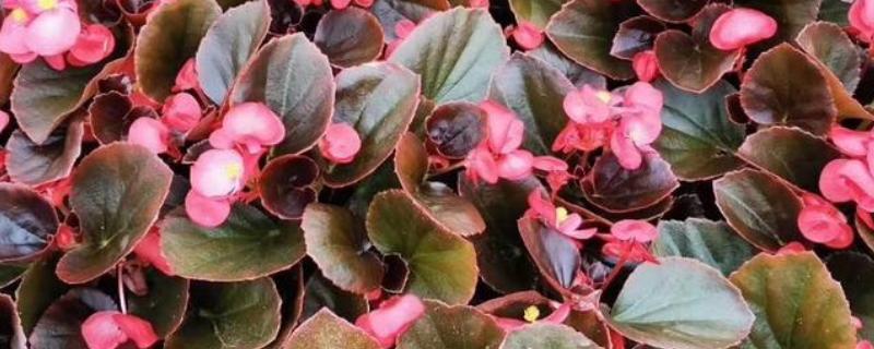 怎么养四季海棠，生长旺季要注意施肥