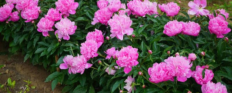 有什么林下喜阴的经济作物，芍药、蒲公英、射干等品种可供选择