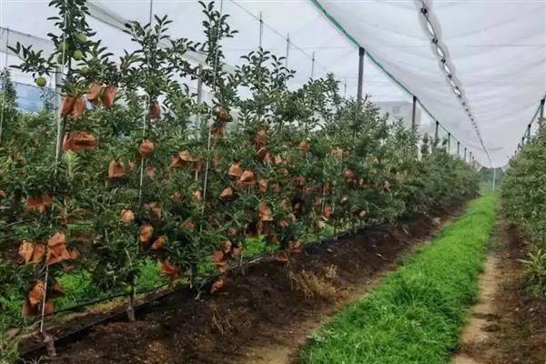 怎么种苹果树，播种前需浸种处理