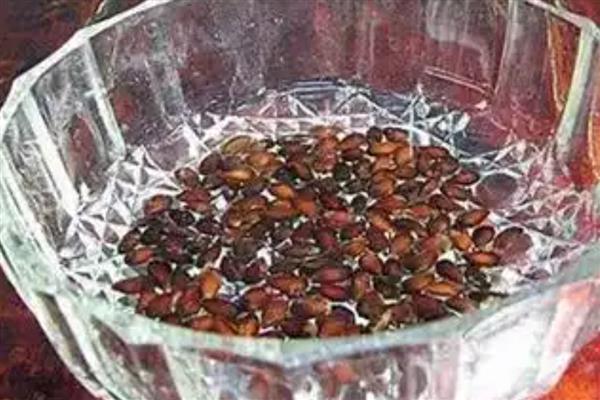 怎么种苹果树，播种前需浸种处理