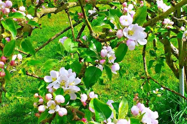 怎么种苹果树，播种前需浸种处理