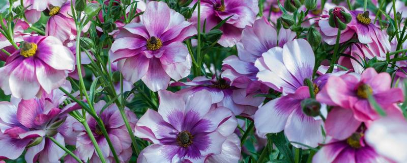 花毛茛出苗后如何管理，出苗后要保持合适的温度