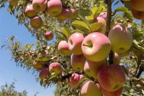 怎么种苹果树，播种前需浸种处理