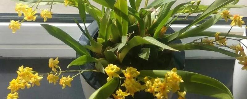 文心兰冬天是否会被冻死，长期放在低温环境中会冻伤或死亡