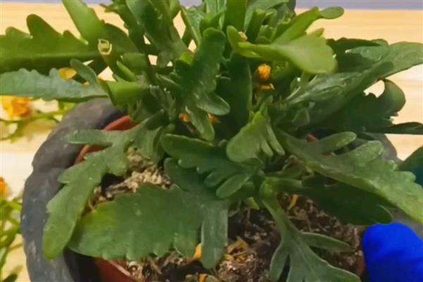 长寿花什么时候修剪,春季和秋季均可修剪