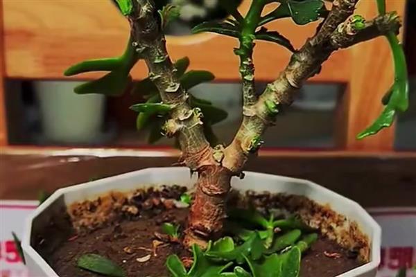 长寿花什么时候修剪,春季和秋季均可修剪