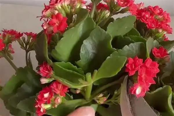 长寿花什么时候修剪,春季和秋季均可修剪