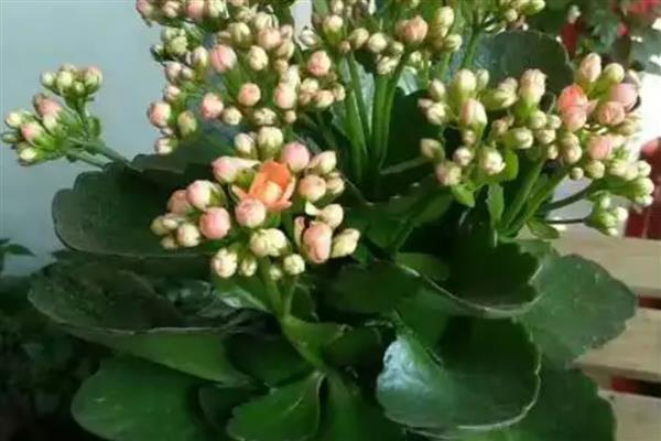 长寿花什么时候修剪,春季和秋季均可修剪