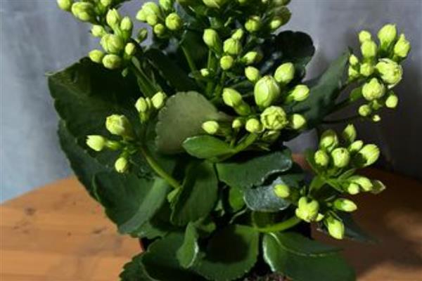 长寿花什么时候修剪,春季和秋季均可修剪