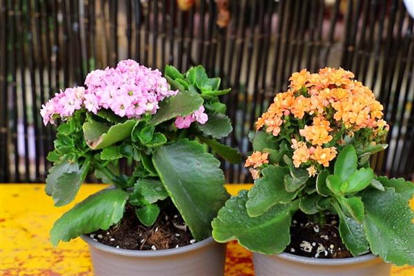 长寿花什么时候修剪,春季和秋季均可修剪