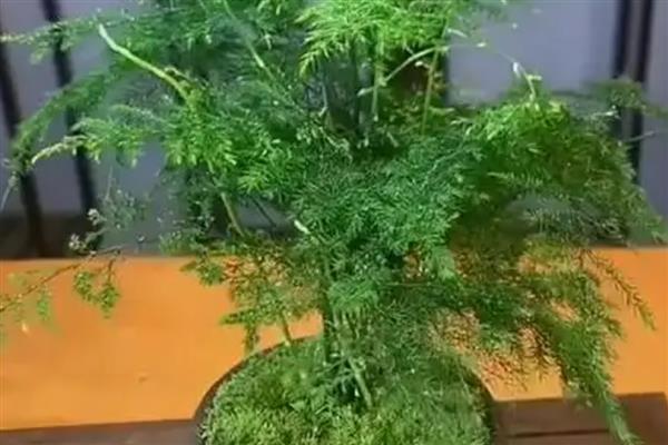 家里为什么不能养文竹,家里不能养文竹是一种迷行的说法