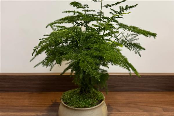 家里为什么不能养文竹,家里不能养文竹是一种迷行的说法