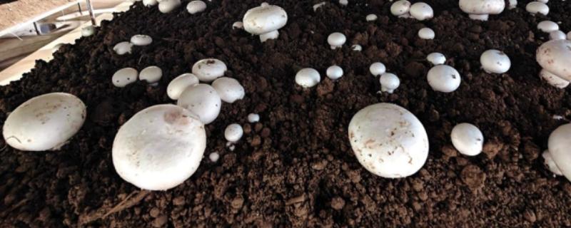 双孢菇种植出现问题怎么处理，必须立刻停止喷水并加强通风