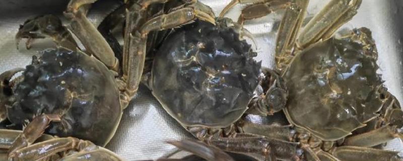 螃蟹多久脱一次壳，脱壳的间隔是不一定的