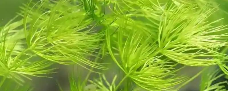 金鱼藻的养殖方法，每隔7-10天换一次水