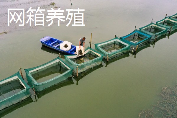 如何养殖大闸蟹，密度为每亩700只