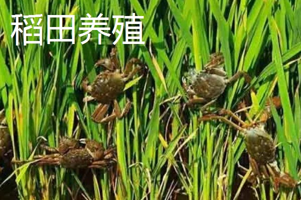 如何养殖大闸蟹，密度为每亩700只