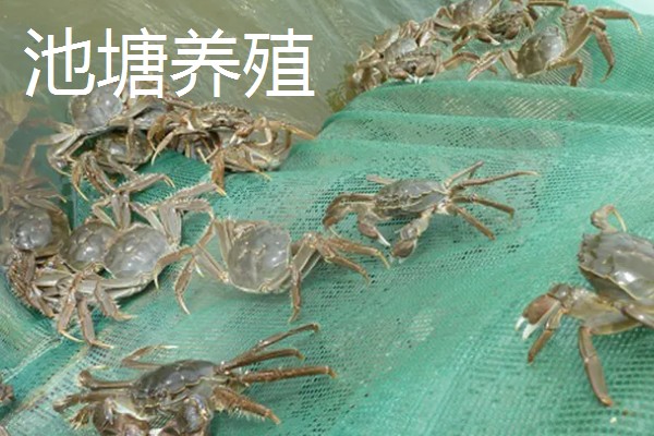 如何养殖大闸蟹，密度为每亩700只