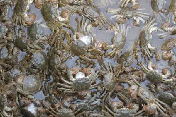 如何养殖大闸蟹，密度为每亩700只