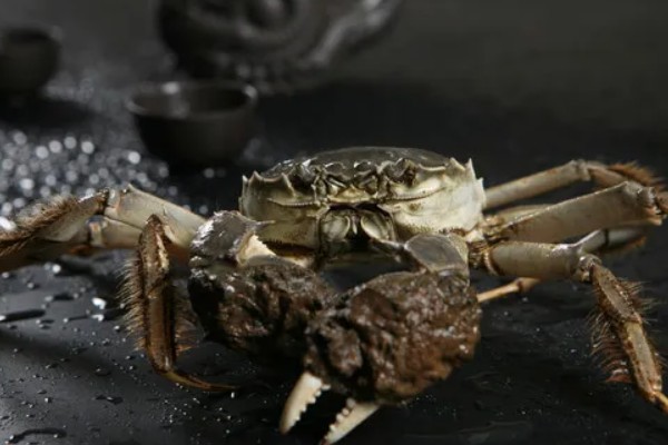 如何养殖大闸蟹，密度为每亩700只