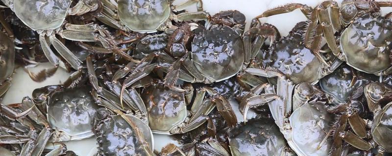 怎么养蟹，每天投喂1-2次