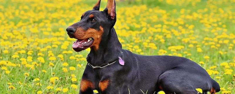 杜宾犬和罗威纳的性格特点，前者生性凶猛、后者感情细腻