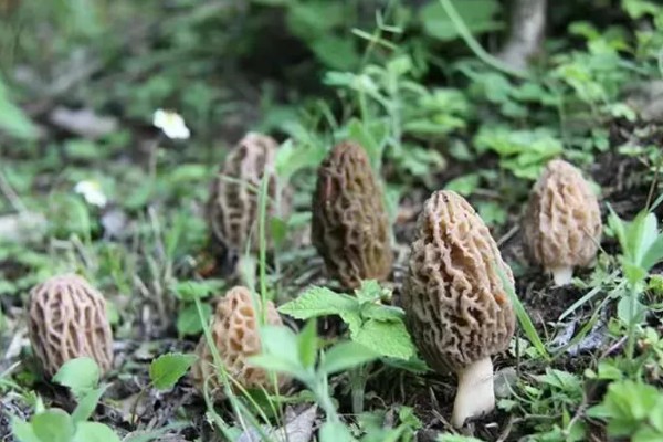 羊肚菌的生活环境,需较大的温差