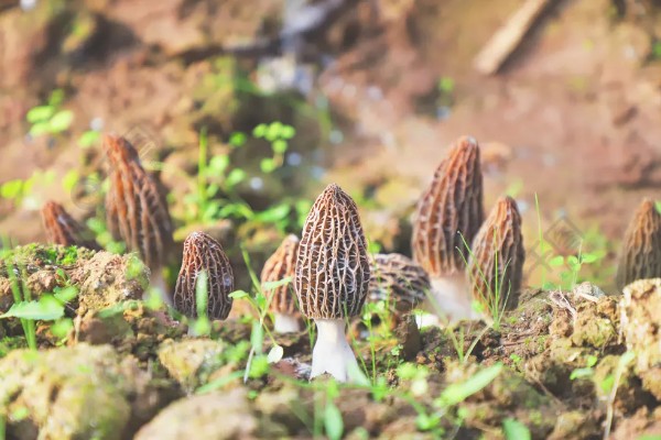 羊肚菌的生活环境,需较大的温差