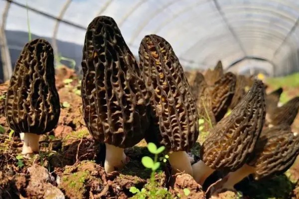 羊肚菌的生活环境,需较大的温差