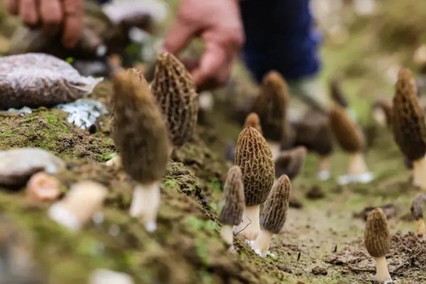 羊肚菌的生活环境,需较大的温差