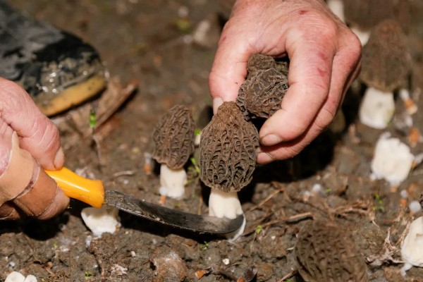 羊肚菌的生活环境,需较大的温差