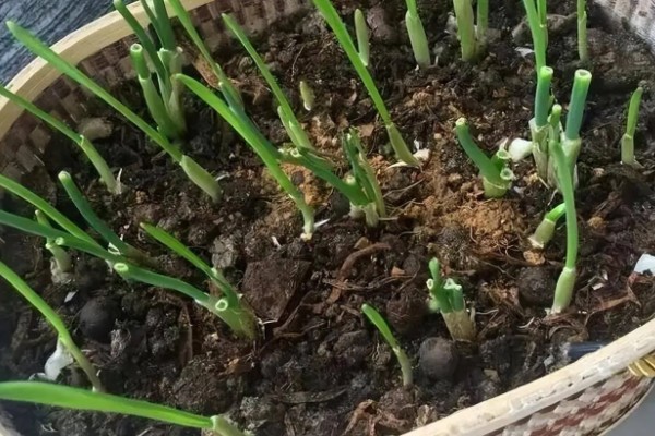 冬季大葱室内怎么栽种,栽种完为其浇透一次水