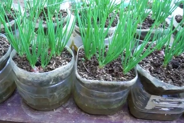 冬季大葱室内怎么栽种,栽种完为其浇透一次水