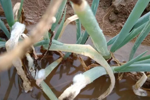 冬季大葱室内怎么栽种,栽种完为其浇透一次水