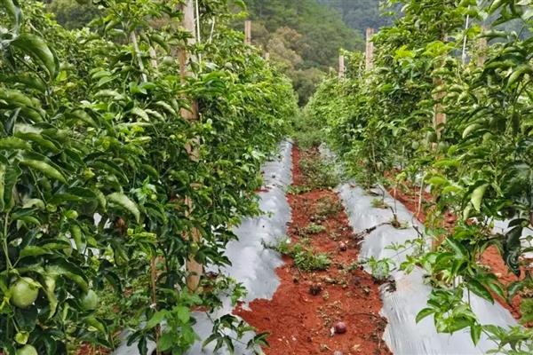 为什么百香果只开花不结果，可能是肥料施加不当所致