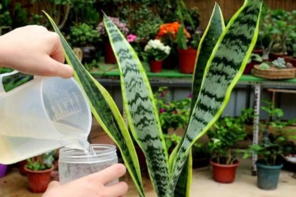 秋天虎皮兰多久浇一次水，每隔3天左右为其浇一次水