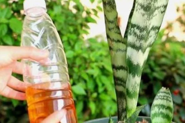 秋天虎皮兰多久浇一次水，每隔3天左右为其浇一次水